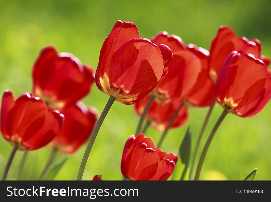Red tulips over green background