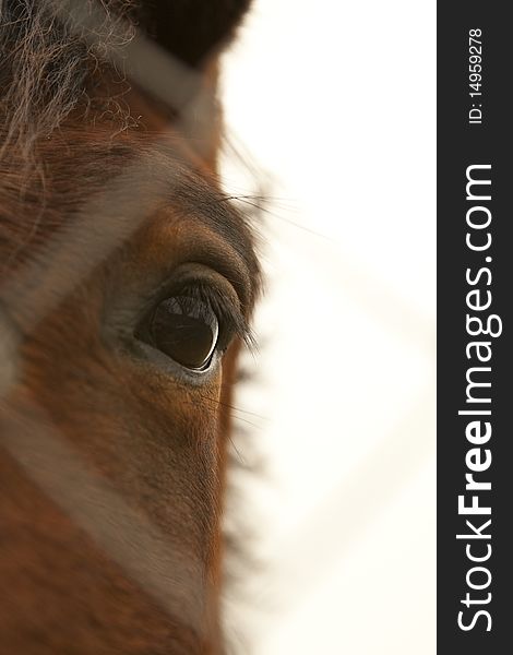 Closeup of a horse's eye