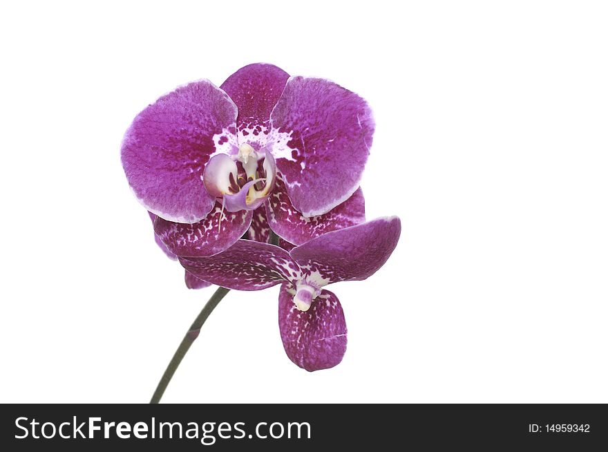 Beautiful pink orchid against white background. Beautiful pink orchid against white background