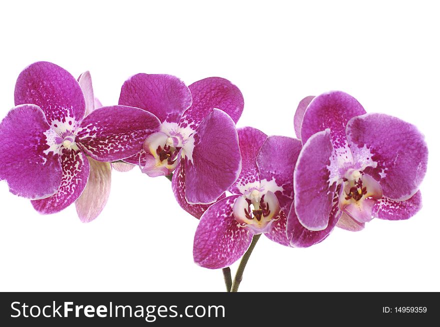 Beautiful pink orchid against white background. Beautiful pink orchid against white background