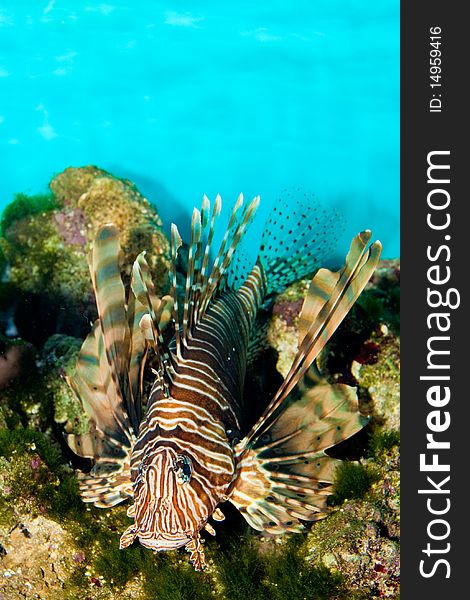 Red Volitan Lionfish in Saltwater Aquarium