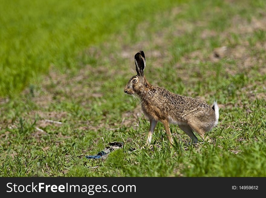 Hare (Lepus europaeus) on green field. Hare (Lepus europaeus) on green field