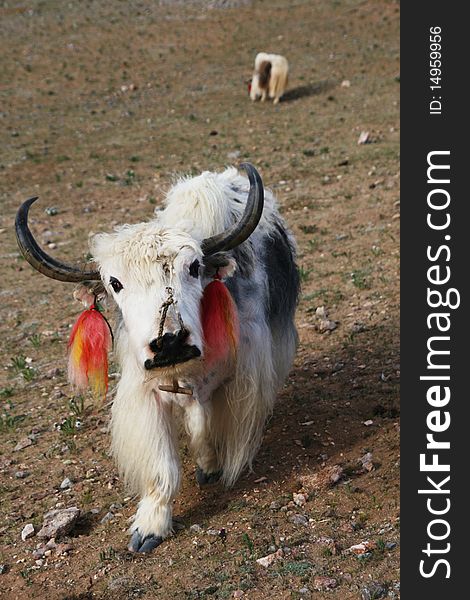 farm animal yak Tibet China. farm animal yak Tibet China