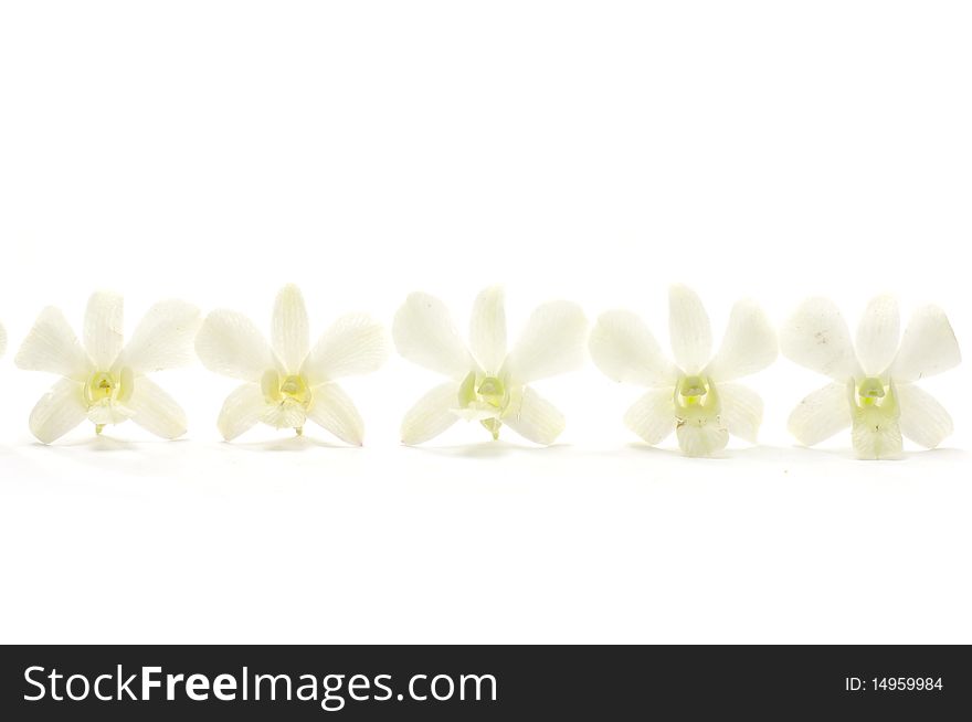 Row of  bright image of orchid flower