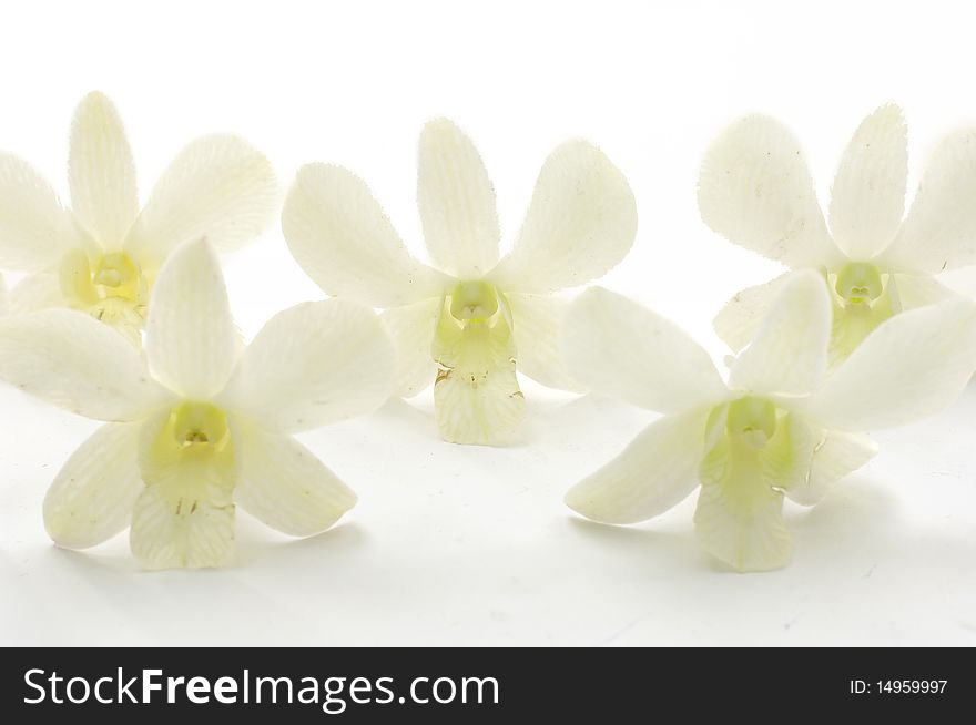 Set of white orchid design elements. Set of white orchid design elements