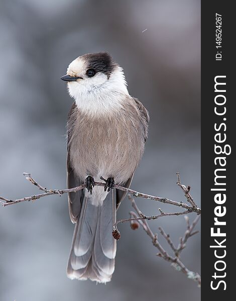 Grey Jay perched on a branch in winter in Algonquin Provincial Park. Grey Jay perched on a branch in winter in Algonquin Provincial Park