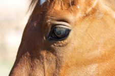 Horse - Detail Royalty Free Stock Image Horse - Detail Royalty Free Stock Image