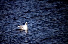 Seagull Floating Water Background Royalty Free Stock Photos