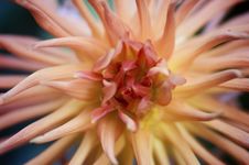 Unusual Flower Royalty Free Stock Photo Unusual Flower Royalty Free Stock Photo