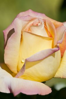 Water Droplet On A Rose Royalty Free Stock Photo Water Droplet On A Rose Royalty Free Stock Photo
