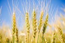 Ears Of Wheat Stock Image Ears Of Wheat Stock Image