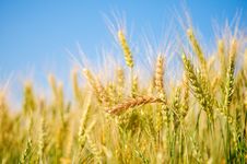 Ears Of Wheat Stock Images Ears Of Wheat Stock Images