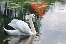 Portrait Of White Swan Stock Photos Portrait Of White Swan Stock Photos
