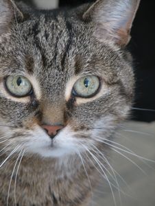 Gray Tabby Cat Face Stock Image Gray Tabby Cat Face Stock Image