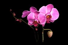 Colorful Pink Orchid On Black Stock Photography Colorful Pink Orchid On Black Stock Photography