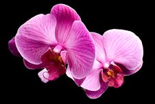 Colorful Pink Orchid Closeup Royalty Free Stock Photos Colorful Pink Orchid Closeup Royalty Free Stock Photos