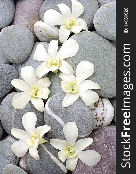Zen stones with white orchid. Zen stones with white orchid