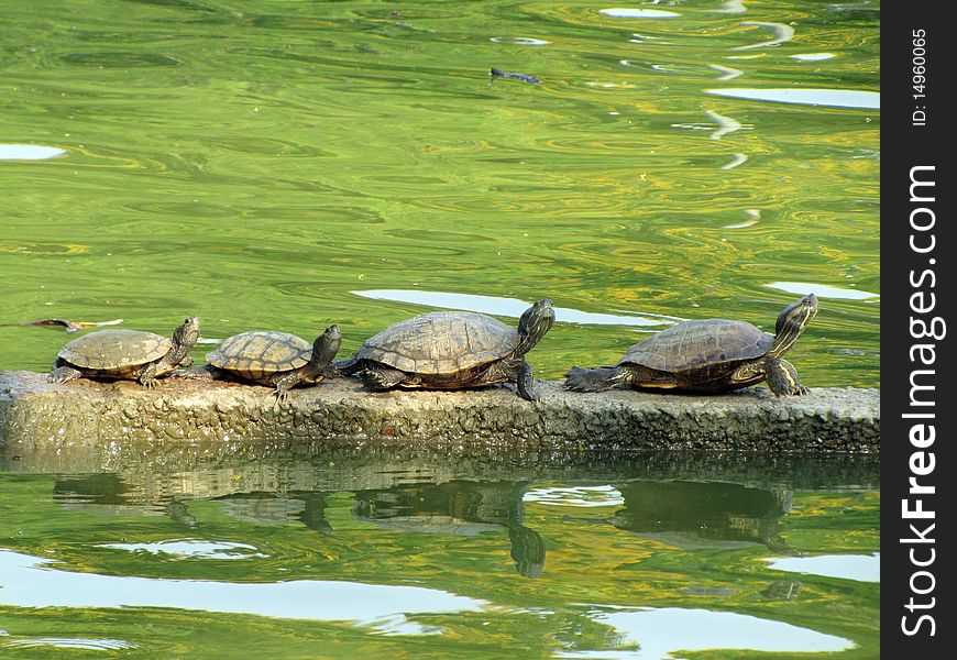 Four turtles sit on the stone . Four turtles sit on the stone .