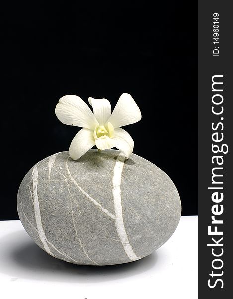 Beautiful orchid laying on zen stone. Beautiful orchid laying on zen stone