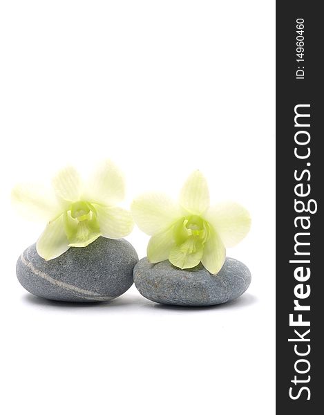 Pair of orchid over stone on white. Pair of orchid over stone on white