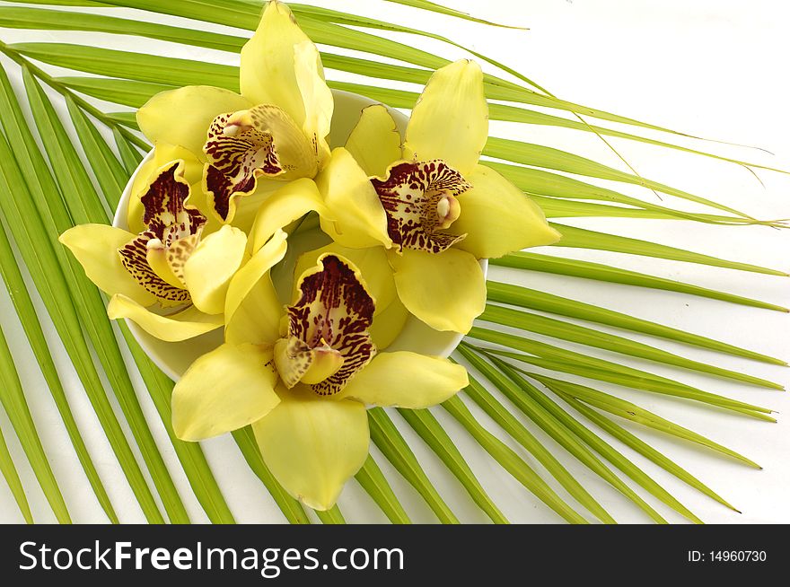 Tropical spa -yellow orchid on palm leaf. Tropical spa -yellow orchid on palm leaf