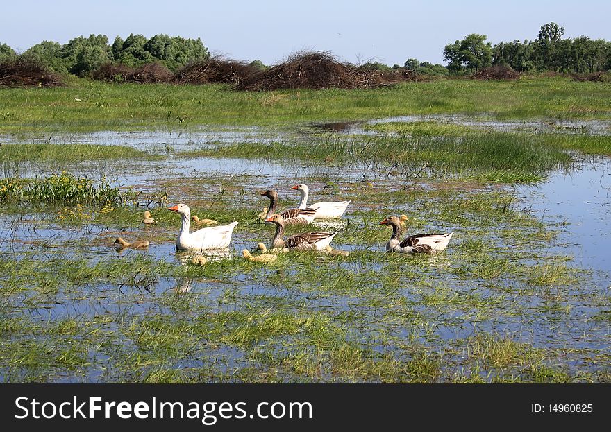 Goose father and mother with two generation of children. Goose father and mother with two generation of children