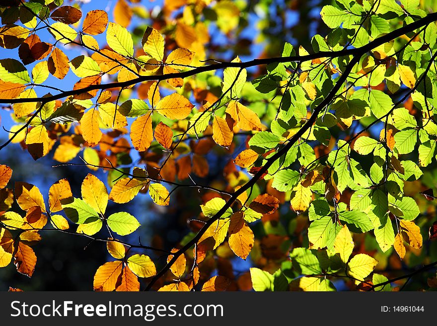 Colourful leaves on branches in autumn time with blue sky in the background. Colourful leaves on branches in autumn time with blue sky in the background.