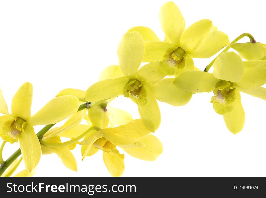 Exotic orchid over white background