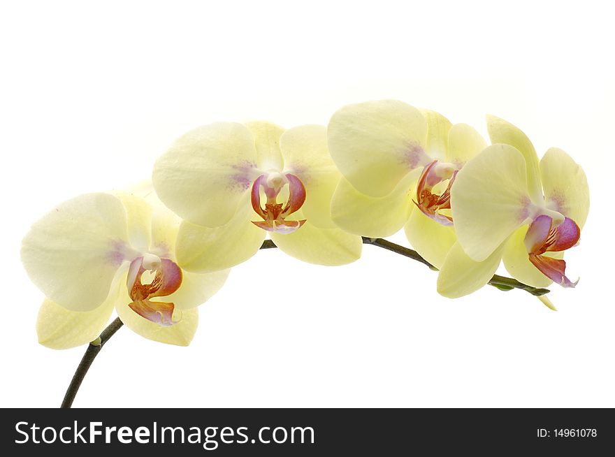 Exotic orchid over white background