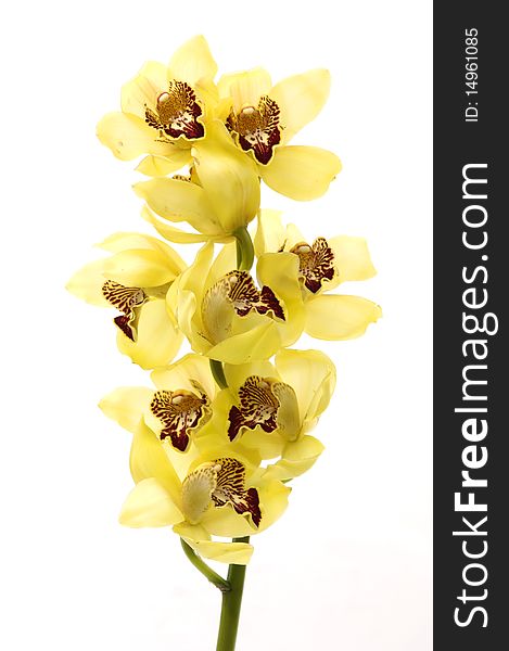Isolated on white –phalaenopsis orchid