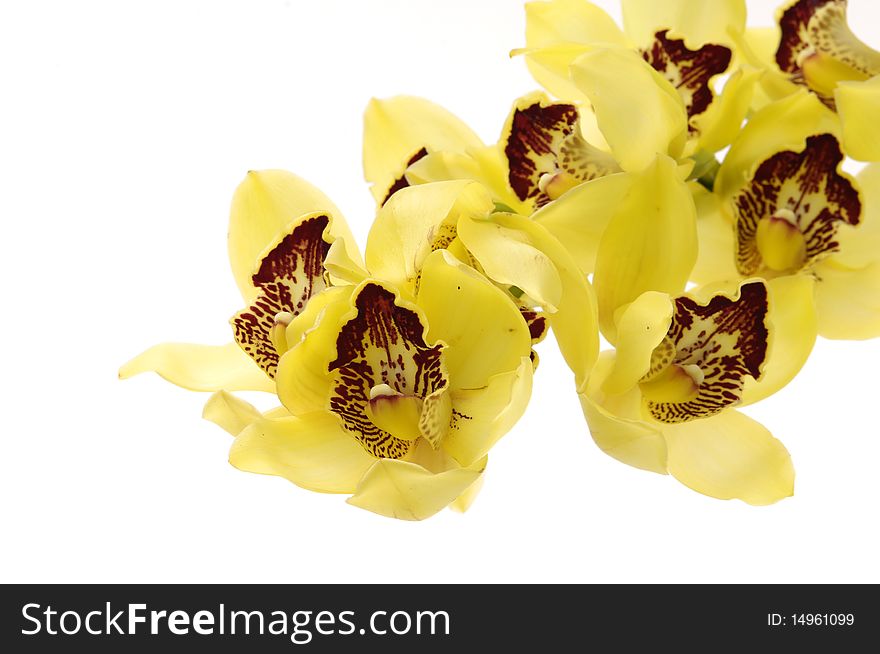 Isolated on white- yellow orchid