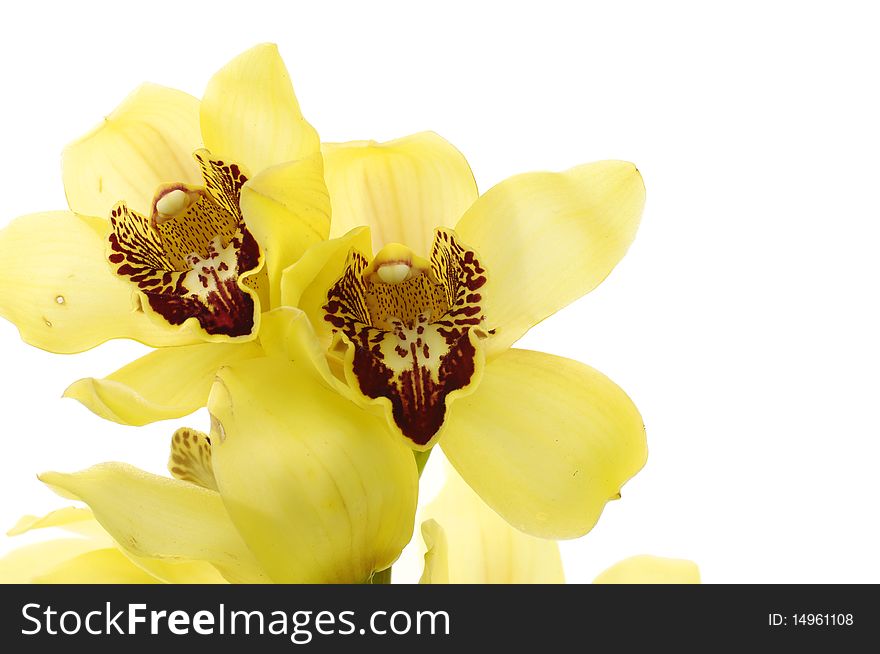 Isolated on white- yellow orchid