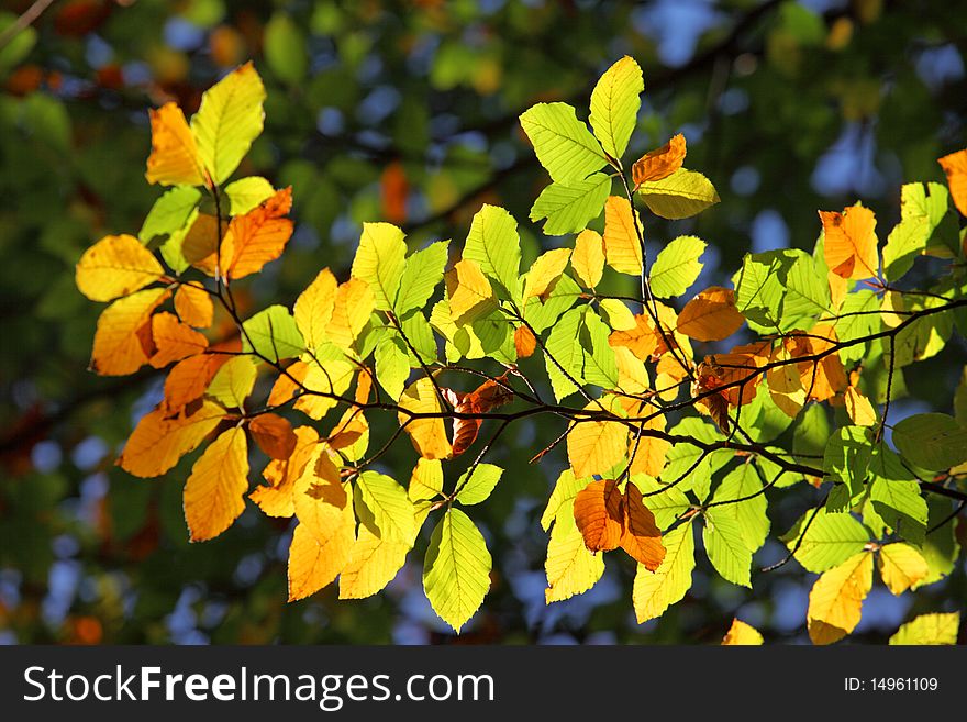 Colourful leaves on branches in autumn time with blue sky in the background. Colourful leaves on branches in autumn time with blue sky in the background.