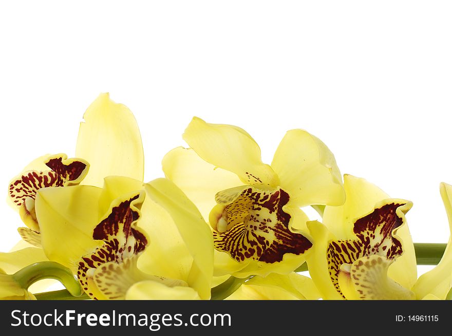 Branch of yellow orchids close up