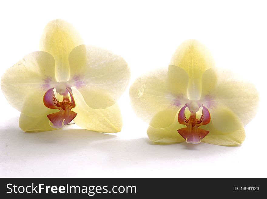 Pair of beautiful orchid-close up