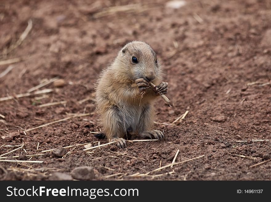 Baby Marmot (Prairie dog, gopher) eating straw