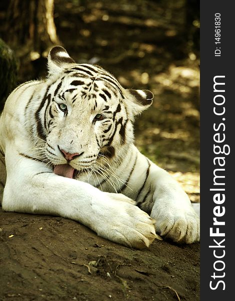 A rare white tiger, endangered specimen. A rare white tiger, endangered specimen