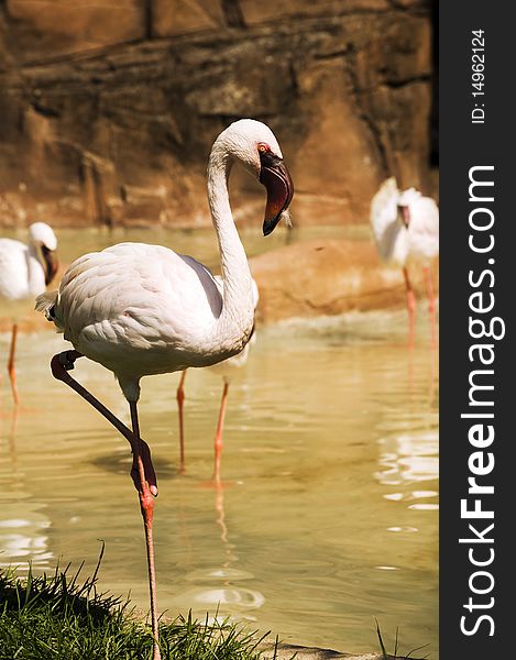 A greater flamingo staying on his leg in the lagoon