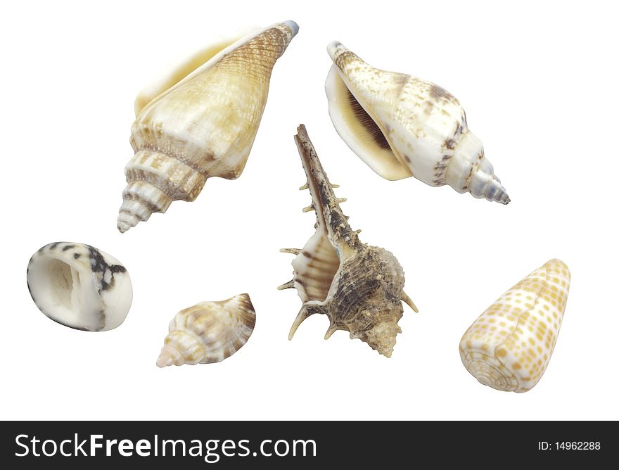 Beautiful seashells on a white background
