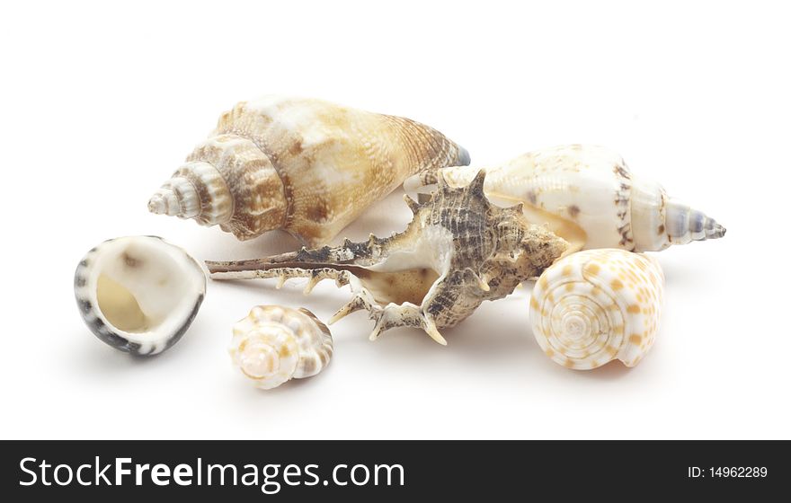 Beautiful seashells on a white background
