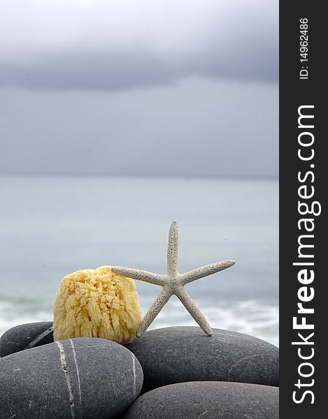 Close up of starfish on the rocks. Close up of starfish on the rocks