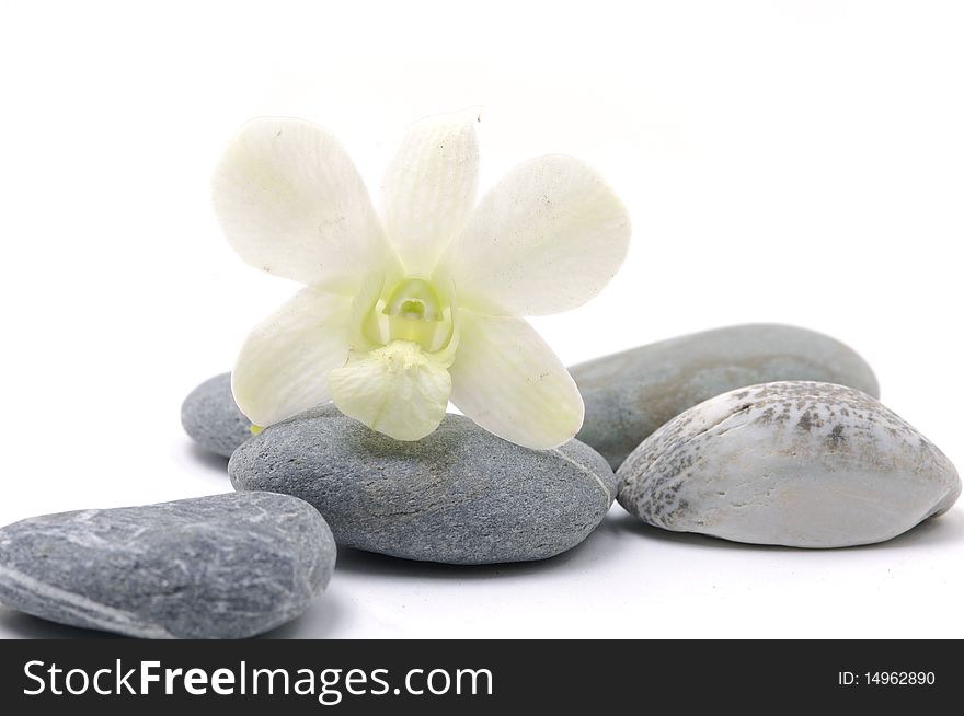 Orchid flower with nature stone. Orchid flower with nature stone