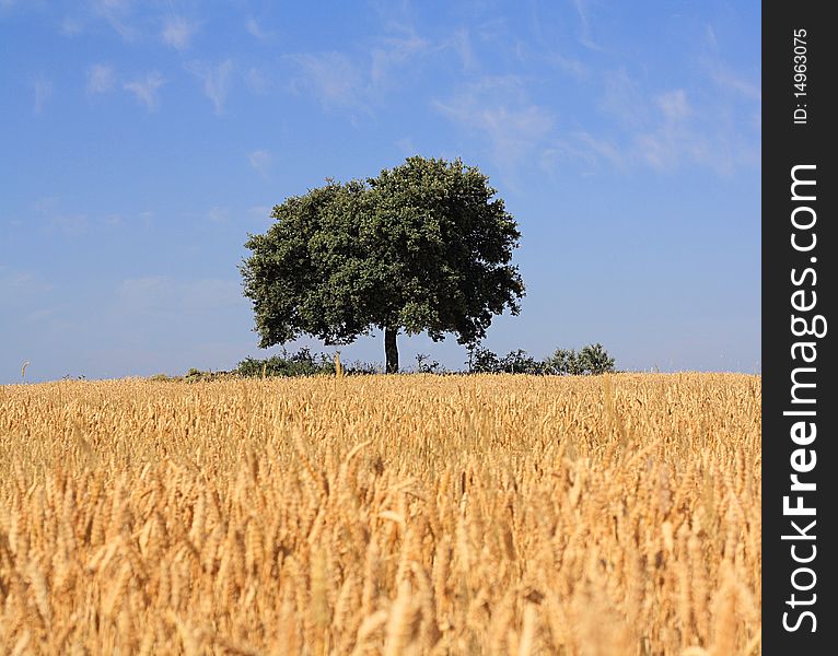 Green, spreading tree in the middle of wheat field. Green, spreading tree in the middle of wheat field