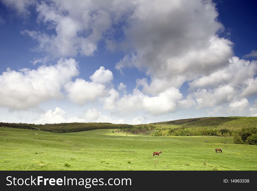 Greenfield with horses and blue sky