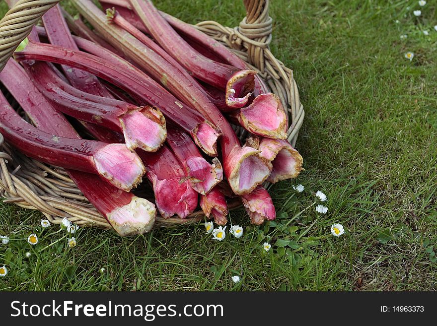 rhubarb shoots  closeup on basket