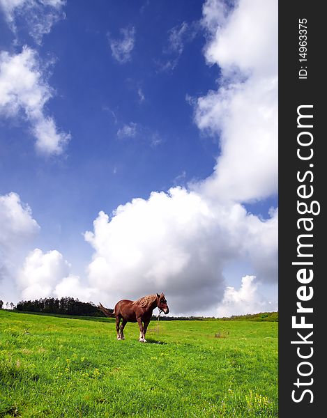 A lonely horse on a greenfield with deep blue skies. A lonely horse on a greenfield with deep blue skies