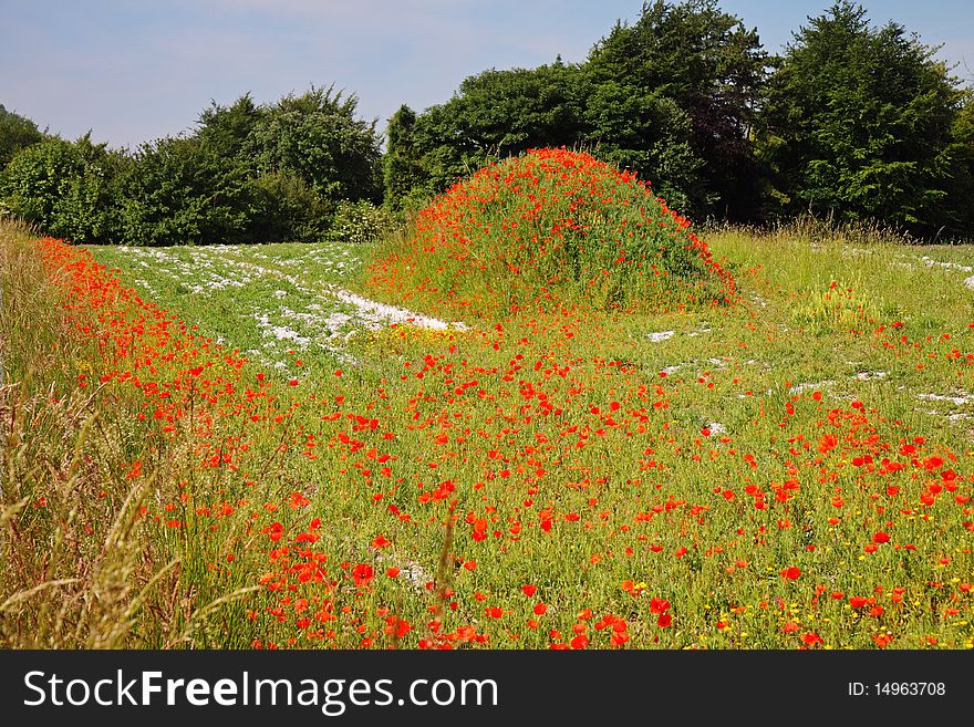 Mass of Red Poppies in an English Field. Mass of Red Poppies in an English Field