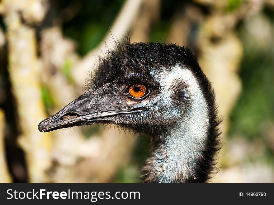 A curious emu look at the photograph