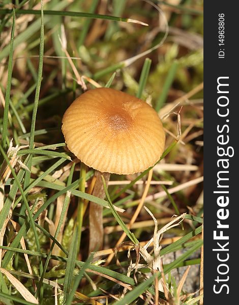 A mushroom in the grass.