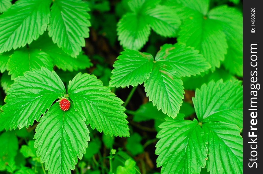 Strawberry of wood on green leaves. Strawberry of wood on green leaves
